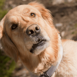 a confused looking golden retriever